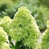 HydrangeaLittleLime-mainprofilepic1