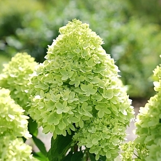 HydrangeaLittleLime-mainprofilepic