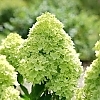 HydrangeaLittleLime-mainprofilepic