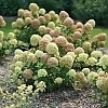 HydrangeaLittleLime1