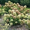 HydrangeaLittleLime2