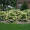HydrangeaLittleLime3