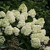 HydrangeaLittleLime4