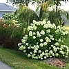 HydrangeaLittleLime_1