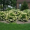 HydrangeaLittleLime_E