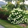 HydrangeaLittleLime