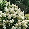 HydrangeaQuickFireFab-mainprofilepic