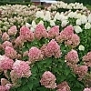 HydrangeaQuickFireFab1