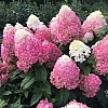 HydrangeaQuickFireFab2