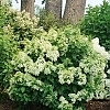 HydrangeaQuickFireFab3