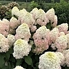 HydrangeaQuickFireFab4