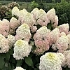 HydrangeaQuickFireFab_Easy-Resize.com3
