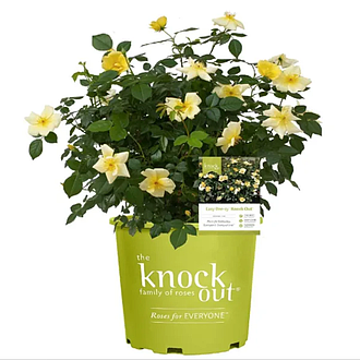 KnockOutEasyBeezyMainProfilePic