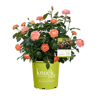 KnockoutOrangeGlowMainProfilePic