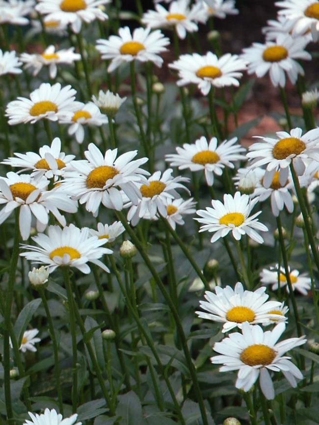 Season to Season<sup>®</sup> Perennials