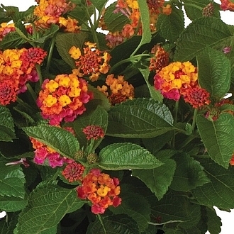 LantanaHeartlandSunriseMainProfilePic