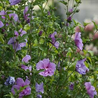 LavenderChiffon