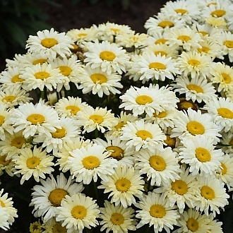 LeucanthemumAmazingDaisiesBananaCreamMainProfilePic