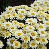LeucanthemumAmazingDaisiesBananaCreamMainProfilePic