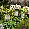 LeucanthemumAmazingDaisiesDaisyMay2