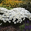 LeucanthemumAmazingDaisiesDaisyMay3
