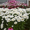 LeucanthemumAmazingDaisiesDaisyMayMainProfilePic