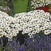 LeucanthemumAmazingDaisiesDaisyMay