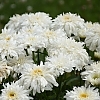 LeucanthemumAmazingDaisiesMarshmallow2