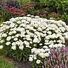 LeucanthemumAmazingDaisiesMarshmallow3