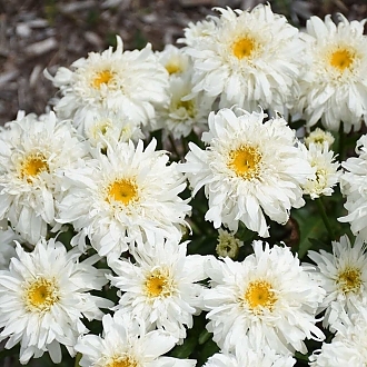 LeucanthemumAmazingDaisiesMarshmallowMainProfilePIc