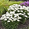 LeucanthemumAmazingDaisiesMarshmallow