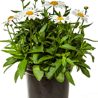 LeucanthemumWhiteMountainMainProfilePic