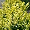 LigustrumGoldenTicket-mainprofilepic