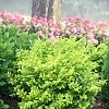 LigustrumGoldenTicket1