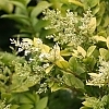 LigustrumGoldenTicket2