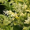 LigustrumGoldenTicket4