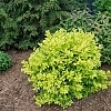 LigustrumGoldenTicket5