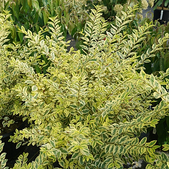 LigustrumGoodVibrationsMainProfilePic