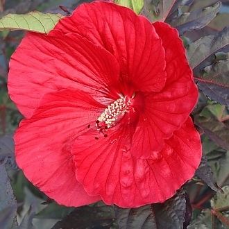 Summer Spice<sup>®</sup> Hardy Hibiscus