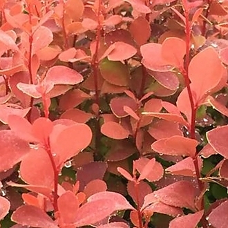 OrangeRocketBarberry1