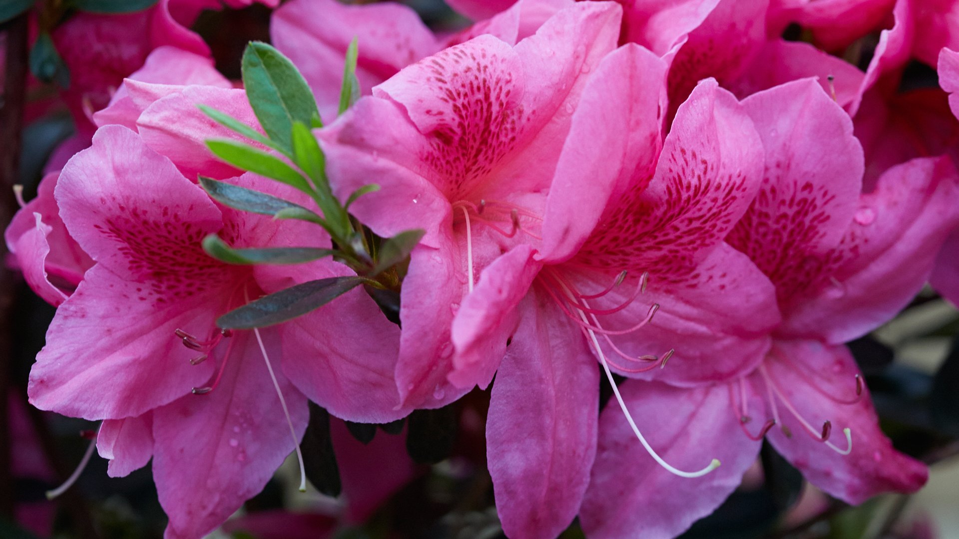 Orchid Showers™ Déjà Bloom® Azalea | Deja Bloom Azaleas | Our Plant Collection | J. Berry Nursery