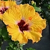 PWHollywoodHibiscusGoldenGlobe-81015724301