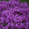 PhloxOpeningActUltrapink2