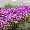 PhloxOpeningActUltrapink4