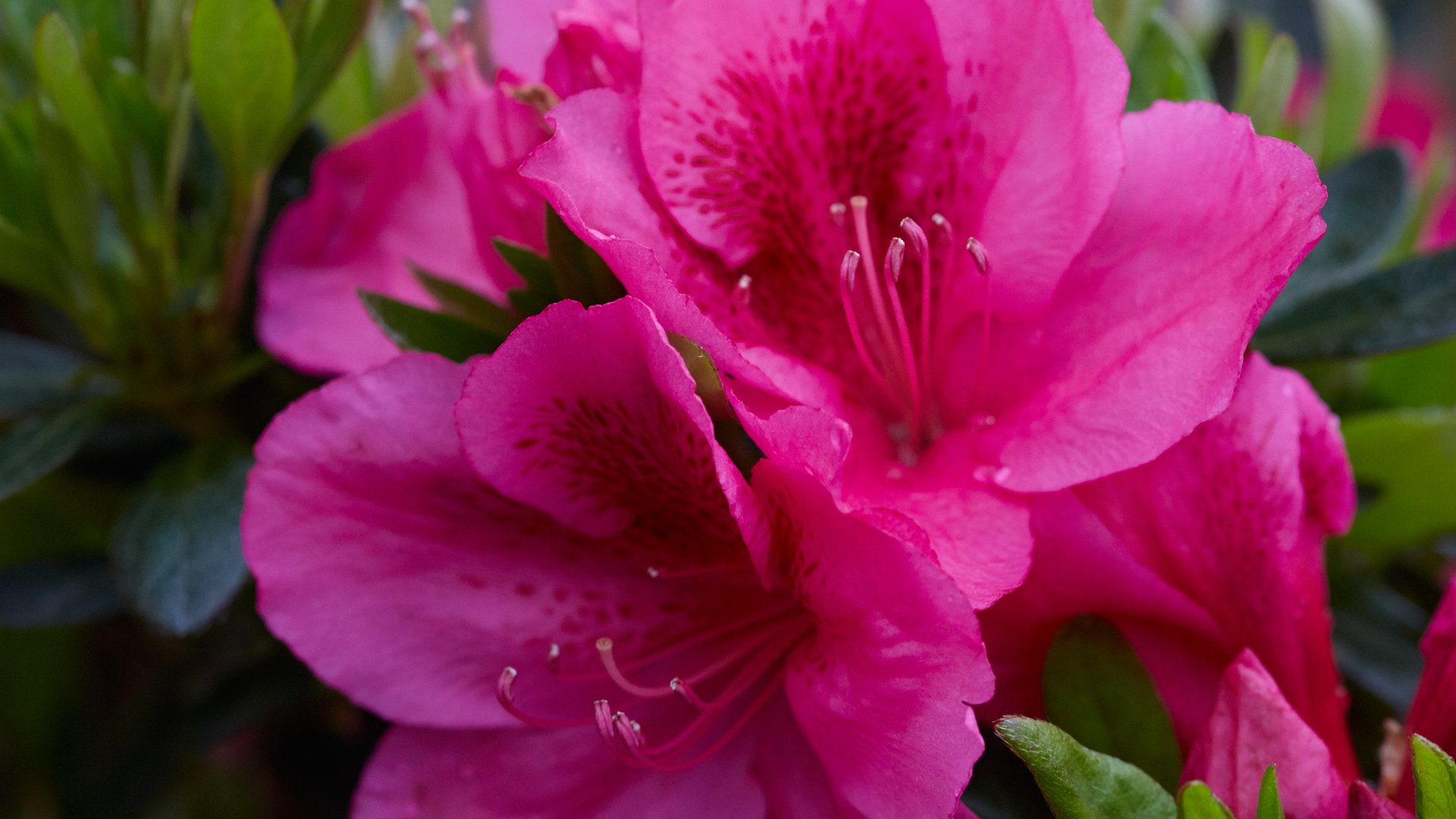 Deja Bloom Azaleas Our Plant Collection J. Berry Nursery