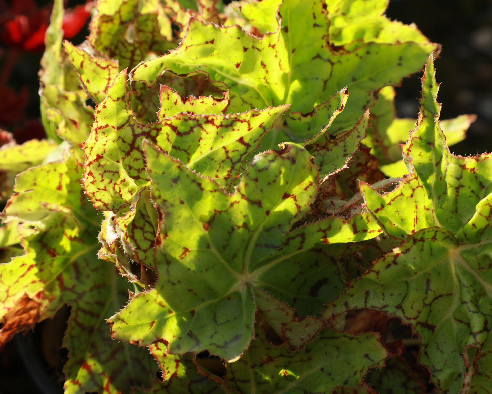 Crown Jewel<sup>®</sup> Begonia