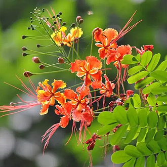 PrideofBarbadosMainProfilePic