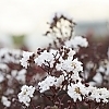 PureWhiteBlackDiamondBloom