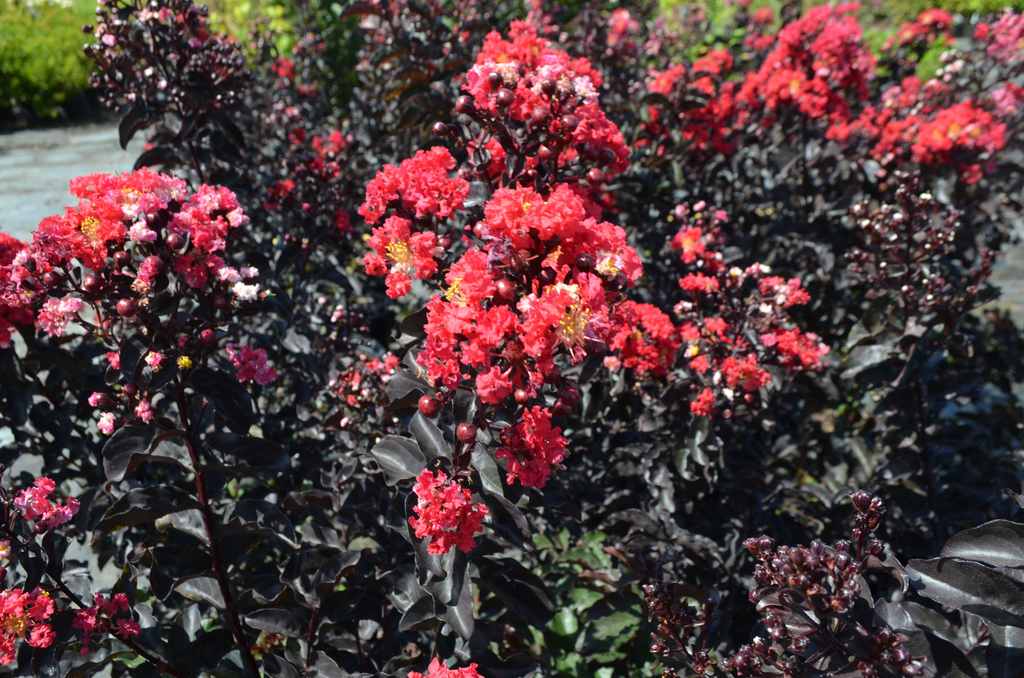Radiant Red™ | Black Diamond Crapemyrtles | Our Plant Collection | J ...