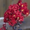 RedHot_2